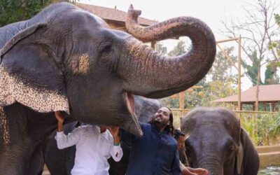 Mahadevi elephant Kolhapur: महादेवी हत्तीणीबाबत वनताराच म्हणणं तरी काय Vantara zoo-anat Ambani photo