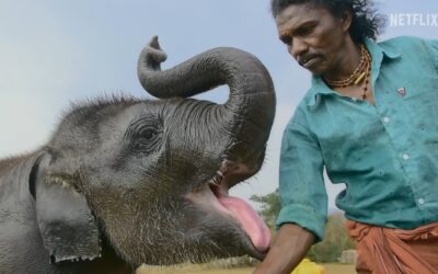 The Elephant Whisperers