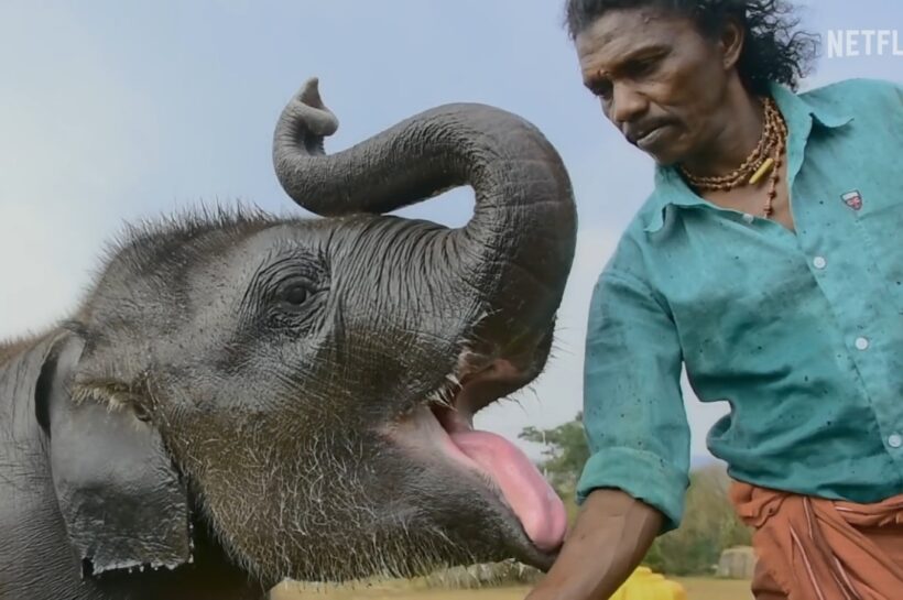 हत्ती आणि माणसाच्या नात्यावर भाष्य करणारी डॉक्युमेंट्री ; ऑस्कर जिंकलेली ‘द एलीफेंट व्हिस्परर्स’