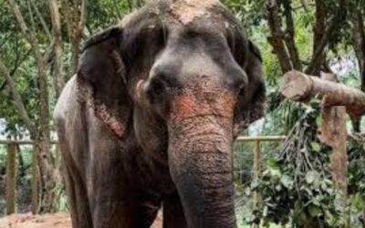 Mahadevi Elephant Kolhapur: महाराष्ट्राची वनसंपदा महादेवी हत्तीण ; अंबानींच्या वनतारामध्ये mahavedi hattin