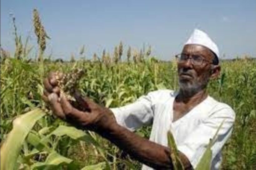PM Kisan : पीएम किसान सन्मान निधीच्या 20 व्या हप्त्याची रक्कम शेतकऱ्यांच्या खात्यात वर्ग